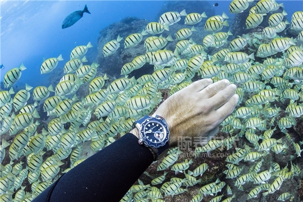 与海洋挚友自由潜水 Ulysse Nardin雅典表敬赞奇妙的海底世界